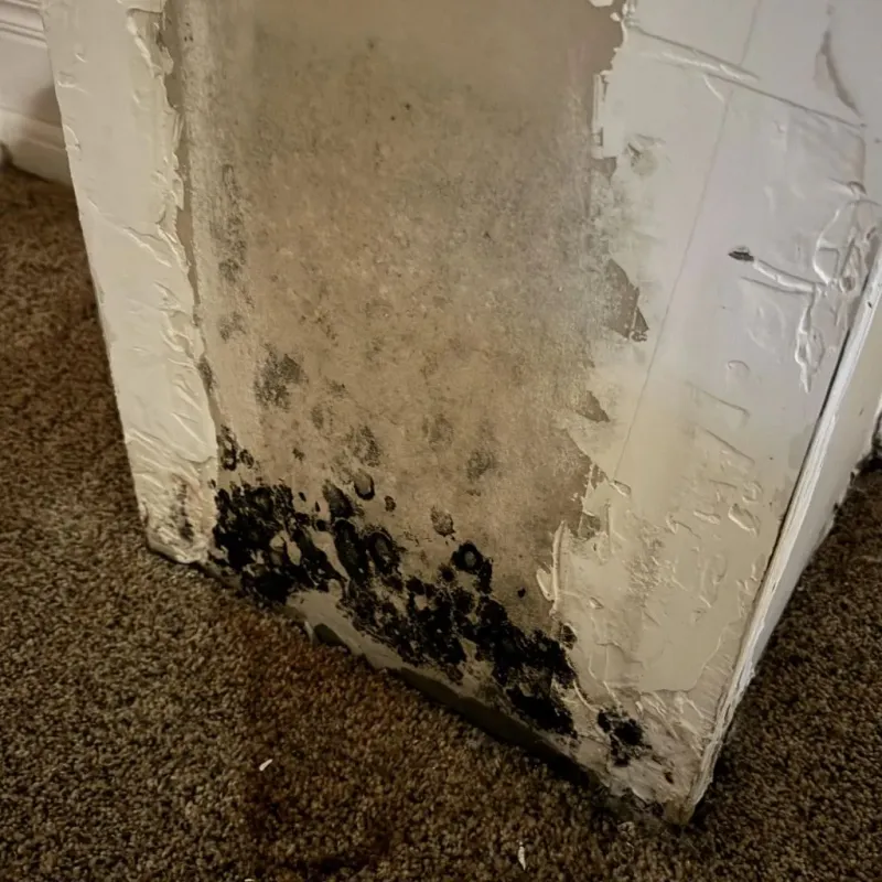Professional Mold Removal in Calera, AL